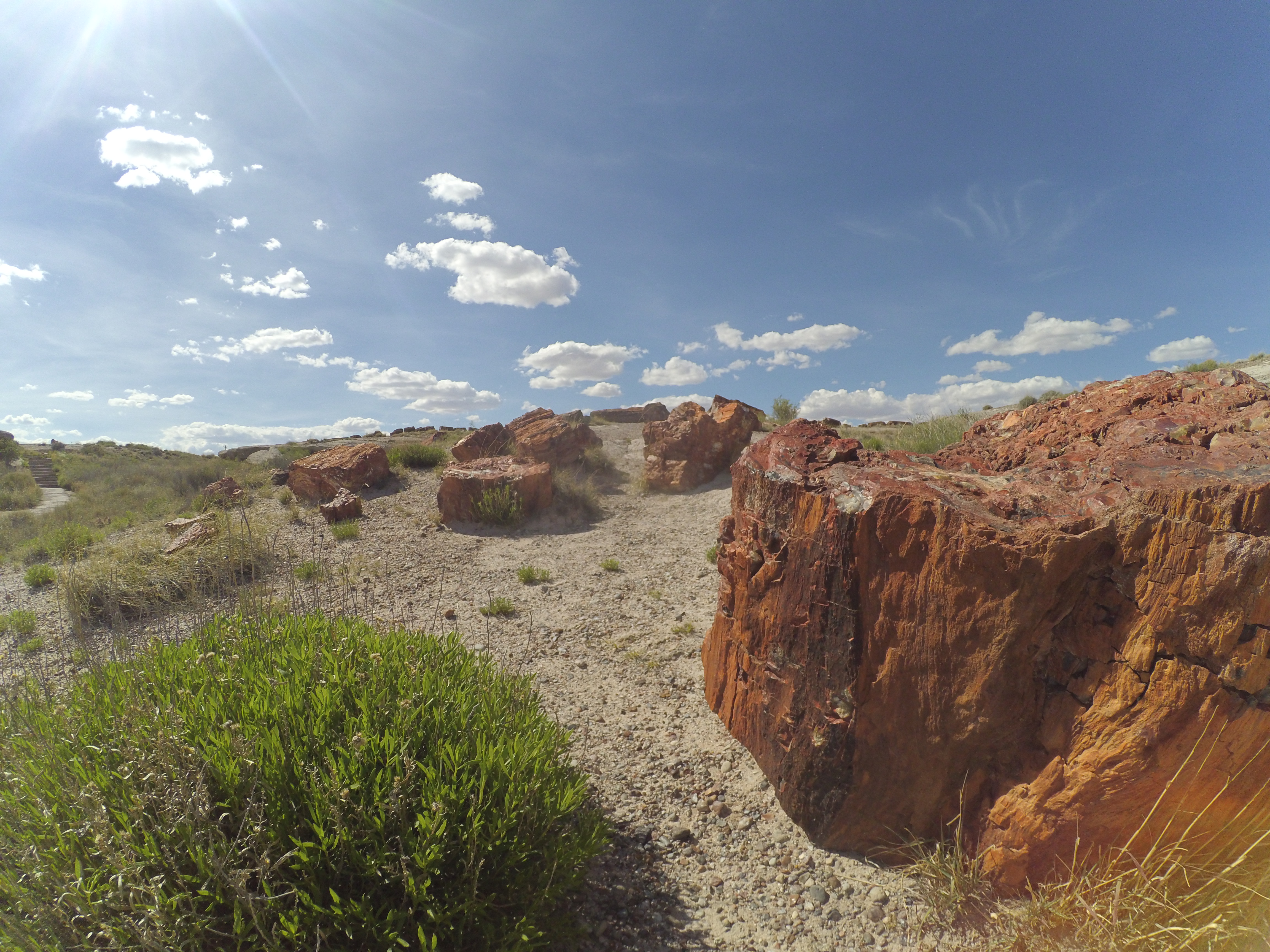 arizona petrified wood